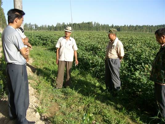 06年在黃田農(nóng)場棉花地試驗(yàn)圖片.jpg